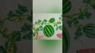Watermelon-Creeper drawing @vinotheeya