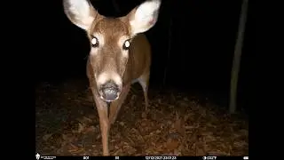 Interesting Southeast PA Trail Camera Footage!!