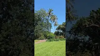 Tropical Darwin Botanic Gardens 🌿🌺 Northern Territory Australia #shorts