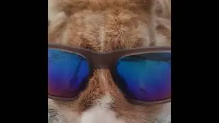 Rabbiters is live!
