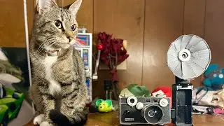 Indestructible! Argus C3