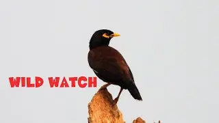 The common myna Song / Indian myna Singing (Hill Myna)