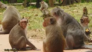 Group Of Monkey Relax & Eating Together, Daily Monkey Post ,