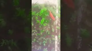 aquascape walstad metode menggunakan box kulkas bekas awal tanam #aquascapegallery #shortsvideo