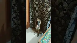 german shepherd female lovely bacche 🤩😍#youtubeshorts #dog #doglover #youtube #bull