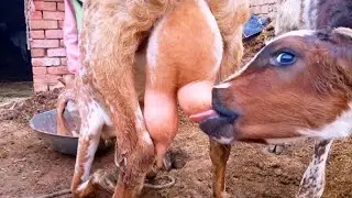 Goat Milking 🐐🐄 || special one of the Calf and goat babies together || village life 