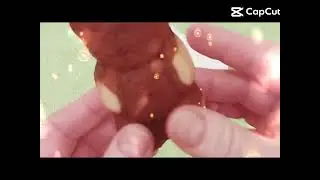Unboxing of a sweet teddy bear!