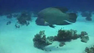 Napoleon wrasse