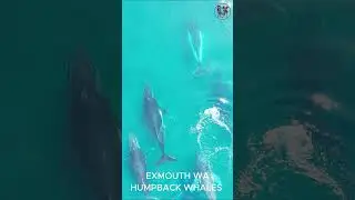 Exmouth WA | Humpback Whale | Western Australia #travel #humpbackwhale #exmouth #mildura #shipwrek