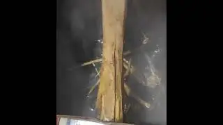 How to cure foot pain/Heal foot pain with Datura _Hindi/Urdu
