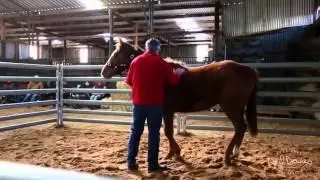 Neil Davies' Starting a Horse Under Saddle Online Clinic Lesson 1 Preview