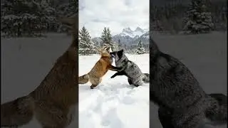 Winter Playtime #foxes  #animals #playful #silverfox  #aivideo #aicontent  #relaxing #silence