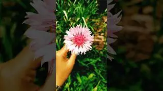 Centaurea cyanus Pink Ball Flower 14 April 2025