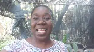 Sweet Jamaican Mango!!! | Stringy