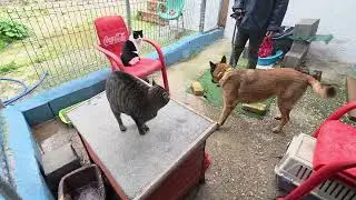 ABBA Katzentest 2026
