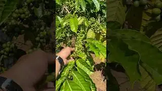 Robusta #coffee #pertanian #kopisehat #fypシ #hutan #kopipastenan #indonesia #petani #buah #farming