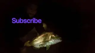 Surfcasting for Big Snapper at Night in Auckland