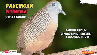 Perkutut Lokal Gacor AMPUH Untuk Pancingan Semua Burung Perkutut Agar Cepat Bunyi | Zebra Dove Z76