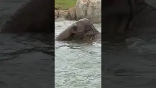 Elephants Cooling off in the Elephant Trek Pool - Cincinnati Zoo #shorts
