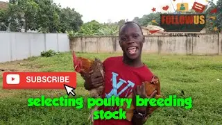 HOW TO SELECT POULTRY BREEDING STOCK
