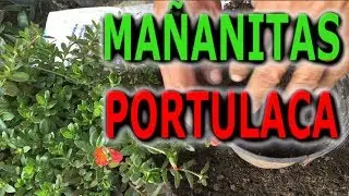 Como reproducir la planta mañanitas (portulaca),Verdolaga de flor, Flor de seda || Info Garden