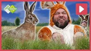 BOSWACHTER TIM IS HET HAASJE | Beestenbrigade Wilde Dieren | NPO Zappelin