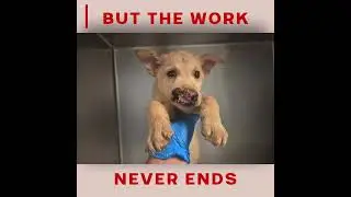 #adoptstrays #rescue #november #adoptables #rescueefforts #rescuedog #puppy #lifeisbutadream