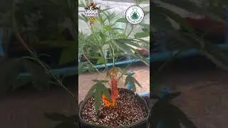 Udder Madness by WhiteLabs &ndash; Premium Indoor Hybrid With Creamy Sweetness