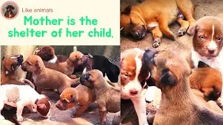 A Mother's Shelter Unconditional Love in the Animal World