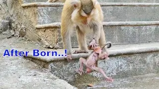 After Birth Monkey Rozy Only Picks Newborn hybrid Baby Up And D-r-ops Down does not Accept The Baby
