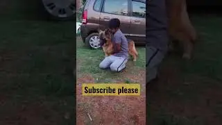 Dog love cute dog GSD hindi dog training #dog #gsd #hindi #animals #shorts