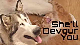 Murrlock & Malamutina (Bonus episode): Она тя сожрёт (She'll devour you)