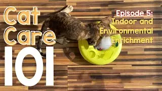 Cat Care 101 - Episode 5: Indoor Enrichment and Environmental Enrichment for Cats