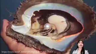 PINCTADA MAXIMA (KERANG MUTIARA LAUT SELATAN