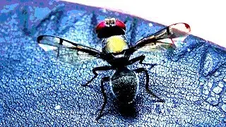 Boatman Fly on my thong - (Pogonortalis doclea)