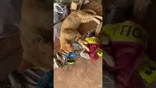 #cute #homeless #cat #kucat #funny #animals #kucing #kucinglucu #catfunny #catfeed #catvideos #short
