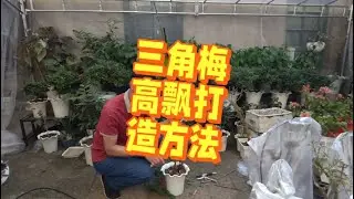 阳台党必看！三角梅仙气高飘秘籍 ##爱生活爱养花