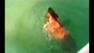 Dog Attack Shark