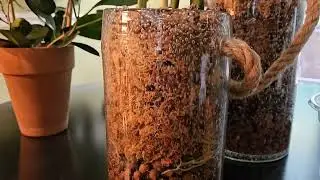 Moss Pole for Manjula Pothos #mosspole #pothosplant #indoorplants #variegatedplants #houseplants