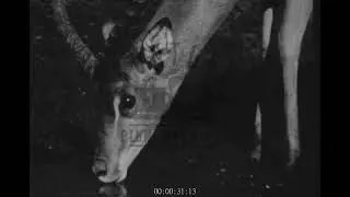 Antelopes at a Watering Hole, 1930s - Archive Film 1068215