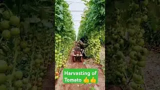 Harvesting In Tomato #harvestingtechniques #tomato #horticulture #motivation#agristudents
