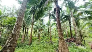Farm Lot for Sale❗❗ 3.5 hectares #farmlotforsale #propertyforsale #investment #farmlot @MikeeDantes 
