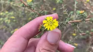 Centromadia parryi ssp. australis - Southern tarplant (CNPS 1B.1 rare plant)