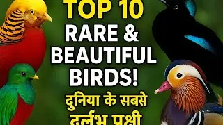 Top 10 Rare & Beautiful Birds in the World | दुनिया के 10 सबसे दुर्लभ और खूबसूरत पक्षी | Rare Birds