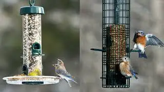 L'oiseau de la semaine : le Merlebleu de l'Est