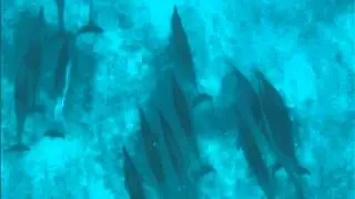 DolphinPod