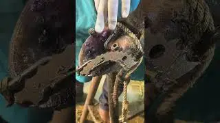 Detailed cow hoof cleaning ritual to prevent infection and improve cattle comfort