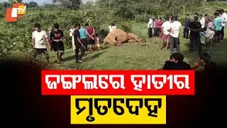 Dead Elephant Found Near Saharagoda in Angul; Cause of Death Unclear