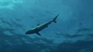 shark in the sea  free stock footage