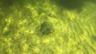 Common stingaree in the sand at Fly Point, Port Stephens